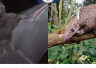 Le Gabon interdit l'exploitation des espèces de pangolins et de chauves-souris