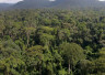 Les forêts tropicales peuvent continuer à stocker de grandes quantités de carbone 